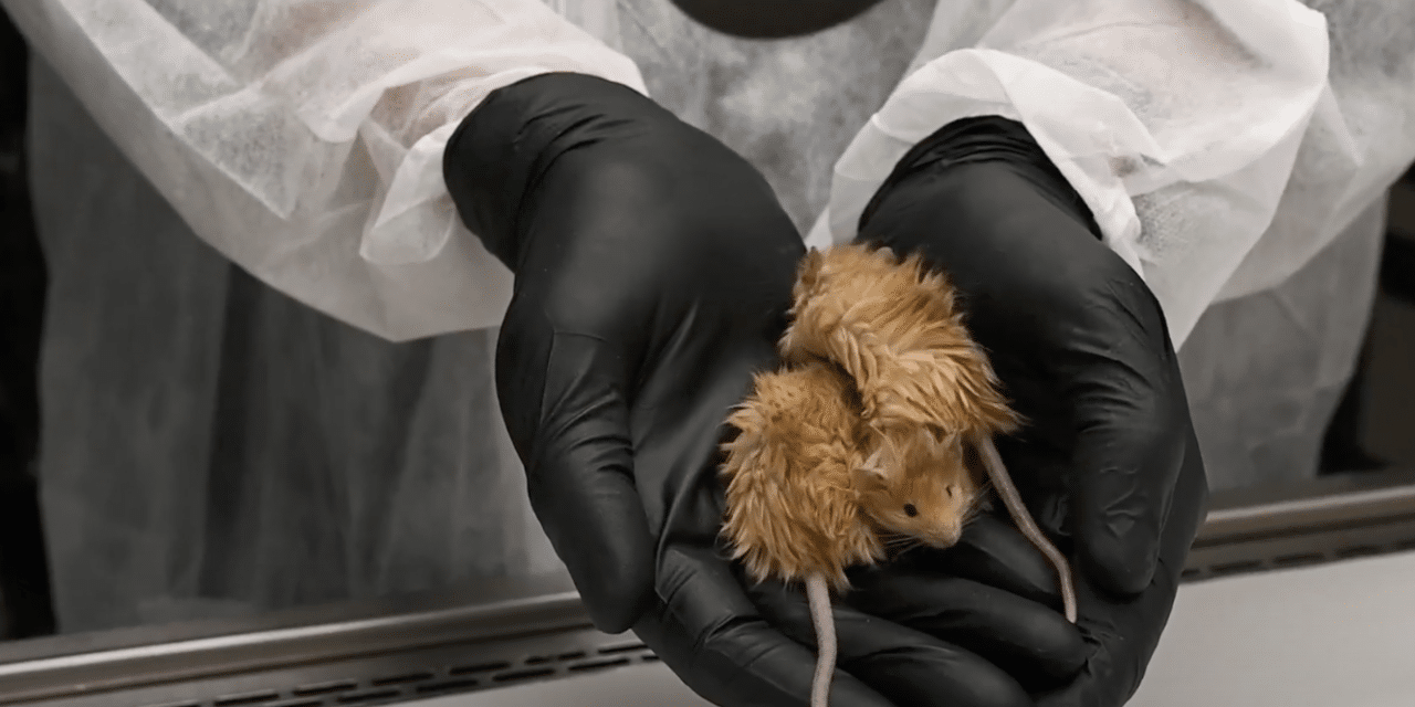 Woolly mammoths step closer to coming back after scientists engineer ‘woolly mouse’